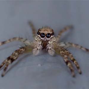 Helpis sp. (genus) at Bungonia, NSW - 17 Nov 2024