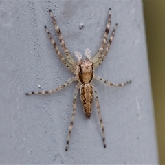 Helpis sp. (genus) at Bungonia, NSW - 17 Nov 2024 12:33 PM