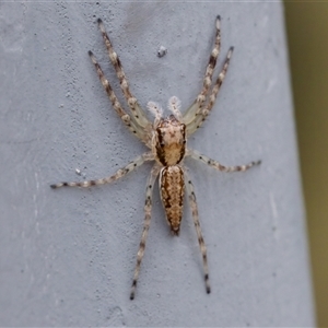 Helpis sp. (genus) at Bungonia, NSW - 17 Nov 2024