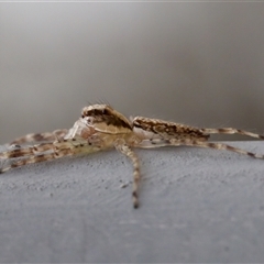 Helpis sp. (genus) at Bungonia, NSW - 17 Nov 2024