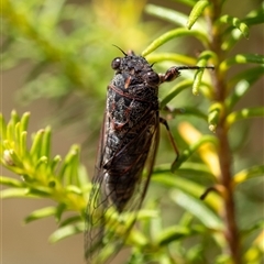 Cicadidae (family) (Unidentified cicada) at Penrose, NSW - 20 Nov 2024 by Aussiegall