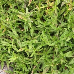 Persicaria prostrata at Weetangera, ACT - 13 Nov 2024 02:17 PM