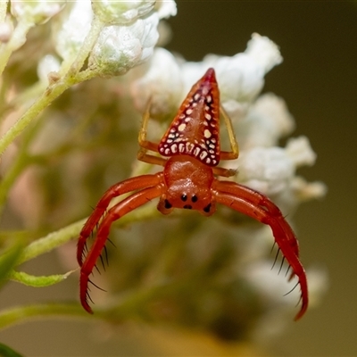 Arkys walckenaeri (Triangle spider) at Penrose, NSW - 21 Nov 2024 by Aussiegall