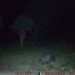 Vombatus ursinus (Bare-nosed Wombat) at Tharwa, ACT - 24 Nov 2024 by ChrisHolder