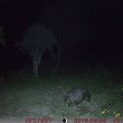 Vombatus ursinus (Bare-nosed Wombat) at Tharwa, ACT - 24 Nov 2024 by ChrisHolder