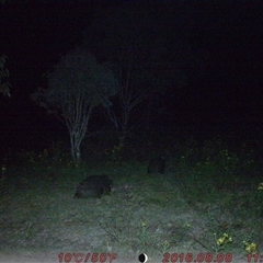 Vombatus ursinus at Tharwa, ACT - 24 Nov 2024