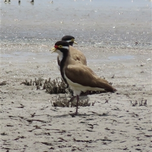 Vanellus tricolor (Banded Lapwing) at Boorowa, NSW by SandraH