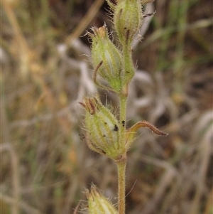 Silene gallica var. gallica at Weetangera, ACT - 13 Nov 2024