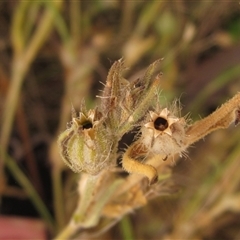 Silene gallica var. gallica at Weetangera, ACT - 13 Nov 2024