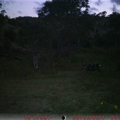Sus scrofa (Feral Pig) at Tharwa, ACT - 24 Nov 2024 by ChrisHolder