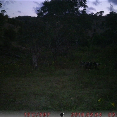 Sus scrofa (Feral Pig) at Tharwa, ACT - 24 Nov 2024 by ChrisHolder