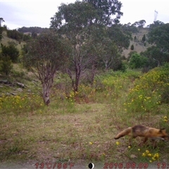 Vulpes vulpes at Tharwa, ACT - 24 Nov 2024 by ChrisHolder