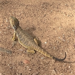 Pogona barbata (Eastern Bearded Dragon) at Hackett, ACT - 24 Nov 2024 by Clarel