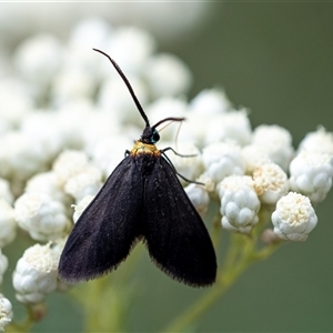 Pollanisus subdolosa or other (A Forester moth) at Penrose, NSW by Aussiegall