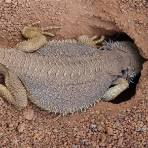 Pogona barbata at Ainslie, ACT - suppressed