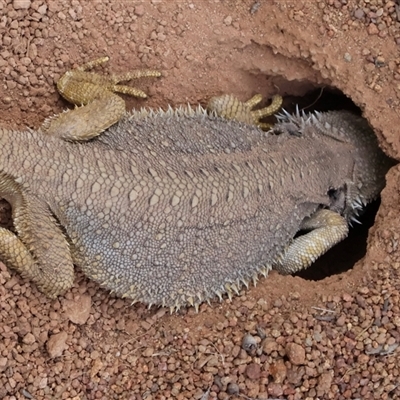 Pogona barbata (Eastern Bearded Dragon) at Ainslie, ACT - 22 Nov 2024 by Clarel