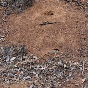 Pogona barbata at Ainslie, ACT - suppressed