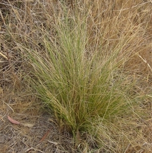 Nassella trichotoma at Weetangera, ACT - 15 Nov 2024