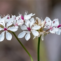 Burchardia umbellata (Milkmaids) at Penrose, NSW - 23 Nov 2024 by Aussiegall