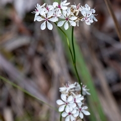 Burchardia umbellata at Penrose, NSW - suppressed