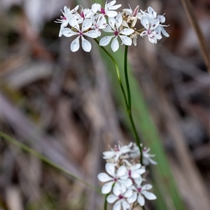 Burchardia umbellata at Penrose, NSW - 23 Nov 2024