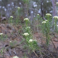 Cassinia longifolia at Campbell, ACT - 22 Nov 2024