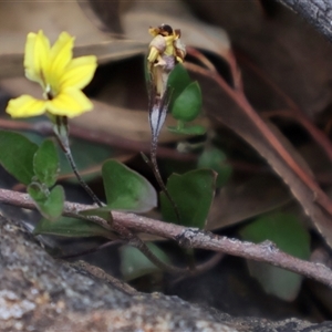 Goodenia hederacea subsp. hederacea at Ainslie, ACT - 22 Nov 2024