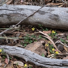 Goodenia hederacea subsp. hederacea at Ainslie, ACT - 22 Nov 2024