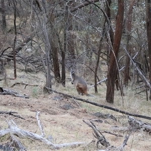 Notamacropus rufogriseus (Red-necked Wallaby) at Ainslie, ACT by Clarel