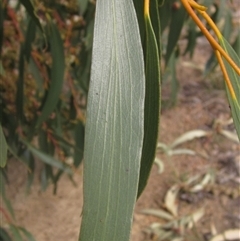 Eucalyptus globulus subsp. bicostata at Weetangera, ACT - 15 Nov 2024 by pinnaCLE