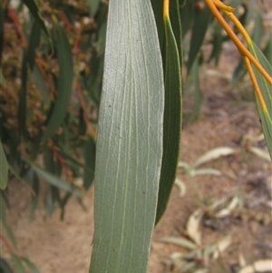 Eucalyptus pauciflora subsp. pauciflora at Weetangera, ACT - 15 Nov 2024