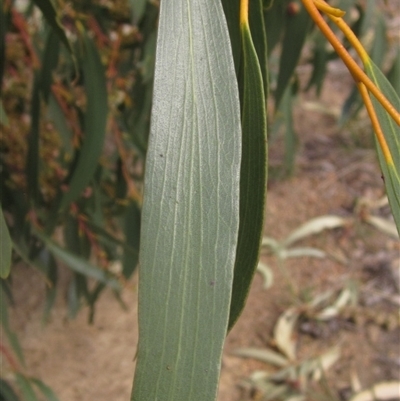 Eucalyptus pauciflora subsp. pauciflora (White Sally, Snow Gum) at Weetangera, ACT - 15 Nov 2024 by pinnaCLE