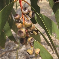 Eucalyptus pauciflora subsp. pauciflora at Weetangera, ACT - 15 Nov 2024