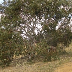 Eucalyptus pauciflora subsp. pauciflora at Weetangera, ACT - 15 Nov 2024