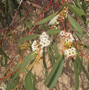 Eucalyptus pauciflora subsp. pauciflora at Weetangera, ACT - 15 Nov 2024 02:33 PM