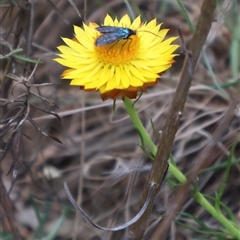 Xerochrysum viscosum (Sticky Everlasting) at Campbell, ACT - 22 Nov 2024 by Clarel