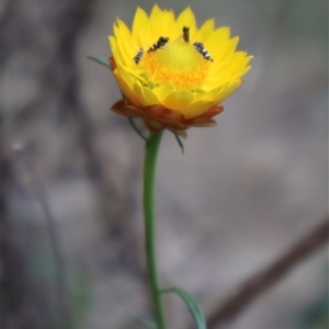 Xerochrysum viscosum at Campbell, ACT - 22 Nov 2024 05:27 PM