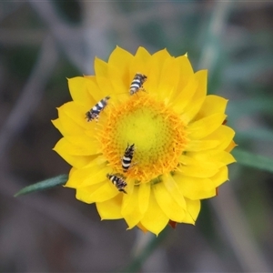 Xerochrysum viscosum at Campbell, ACT - 22 Nov 2024 05:27 PM