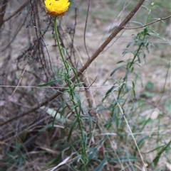 Xerochrysum viscosum at Campbell, ACT - 22 Nov 2024