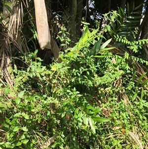 Ludwigia octovalvis at Parramatta Park, QLD - 2 Nov 2024 02:05 PM