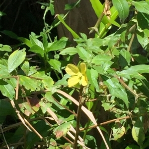 Ludwigia octovalvis at Parramatta Park, QLD - 2 Nov 2024 02:05 PM