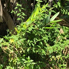 Ludwigia octovalvis at Parramatta Park, QLD - 2 Nov 2024 02:05 PM