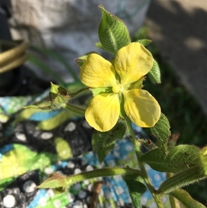 Ludwigia octovalvis at Parramatta Park, QLD - 2 Nov 2024 02:05 PM