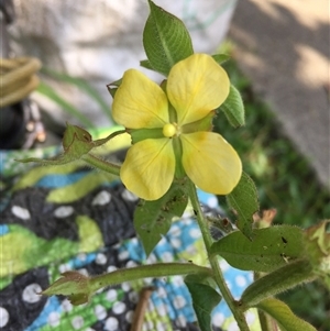 Ludwigia octovalvis at Parramatta Park, QLD - 2 Nov 2024 02:05 PM