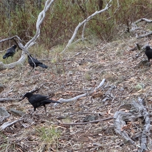 Corcorax melanorhamphos at Campbell, ACT - 22 Nov 2024 05:16 PM