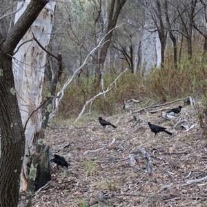 Corcorax melanorhamphos at Campbell, ACT - 22 Nov 2024 05:16 PM