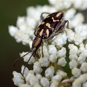 Unidentified Longhorn beetle (Cerambycidae) at Penrose, NSW by Aussiegall