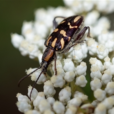 Mecynodera coxalgica (Leaf beetle) at Penrose, NSW by Aussiegall
