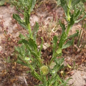 Centipeda cunninghamii at Weetangera, ACT - 13 Nov 2024