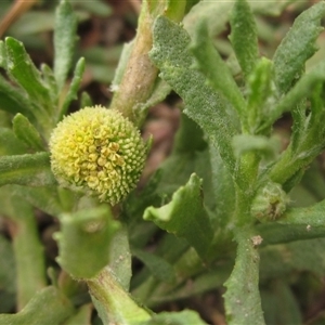 Centipeda cunninghamii at Weetangera, ACT - 13 Nov 2024